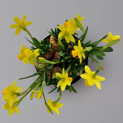 Narzisse 'Tête-à-Tête' gelb, vorgetrieben, Topf-Ø 15 cm, 3 Pflanzen