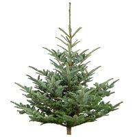 Nobilistanne, Abies procera, Höhe 100-125 cm, geschlagen