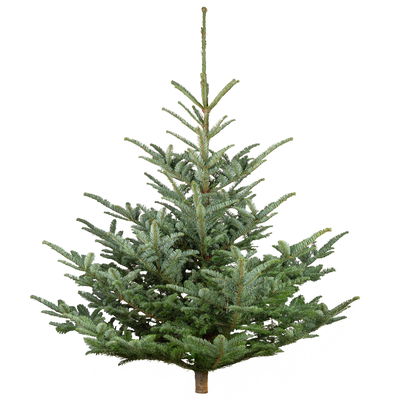 Nobilistanne, Abies procera, Höhe 100-125 cm, geschlagen