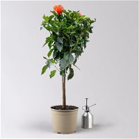 Hibiskus orange, Stamm, Topf-Ø 23 cm, Höhe ca. 120 cm
