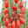 Tomatenpflanzen Dattel Mix F1, Topf-Ø 12 cm, 5er-Set