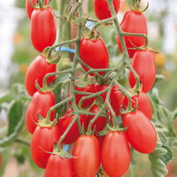 Tomatenpflanzen Dattel Mix F1, Topf-Ø 12 cm, 5er-Set