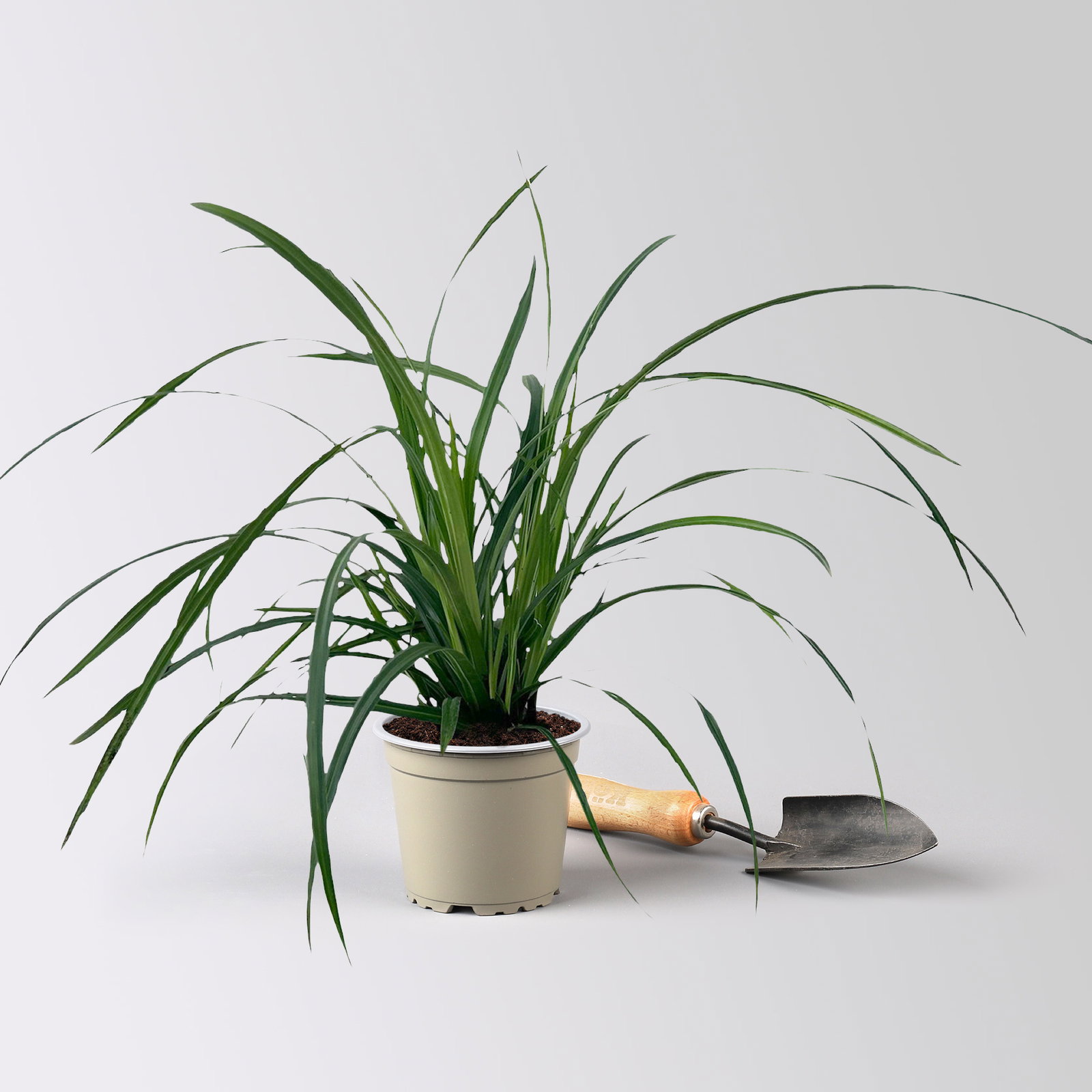 Bio Japansegge 'Irish Green', Topf-Ø 12 cm, 3 Pflanzen Bio Japansegge 'Irish Green', Topf-Ø 12 cm, 3 Pflanzen
