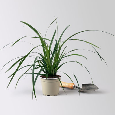 Bio Japansegge 'Irish Green', Topf-Ø 12 cm, 3 Pflanzen Bio Japansegge 'Irish Green', Topf-Ø 12 cm, 3 Pflanzen