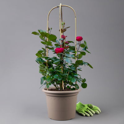 Beetrose 'Kompass'®, rot, Doppelbogen, Topf 10 Liter Beetrose 'Kompass'®, rot, Doppelbogen, Topf 10 Liter