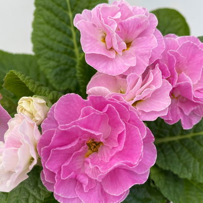 Grabbepflanzung Frühling rosa-weiß, 12 Pflanzen Grabbepflanzung Frühling rosa-weiß, 12 Pflanzen