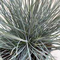 Blauschwingel 'Compact Blue', Topf-Ø 10,5 cm, 6 Pflanzen