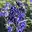 Bartblume 'Blue Cloud®', dunkelblau, Topf 5 Liter