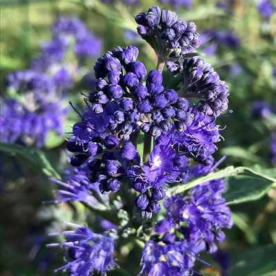 Bartblume 'Blue Cloud®', dunkelblau, Topf 5 Liter Bartblume 'Blue Cloud®', dunkelblau, Topf 5 Liter