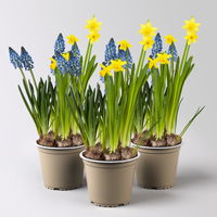 Mixtopf Narzissen und Muscari, blau-gelb, Topf-Ø 12 cm, 3 Pflanzen