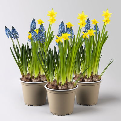 Mixtopf Narzissen und Muscari, blau-gelb, Topf-Ø 12 cm, 3 Pflanzen