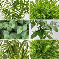 Grünpflanzenkreation 'Tierfreund', Topf-Ø 12 cm, 6 Pflanzen