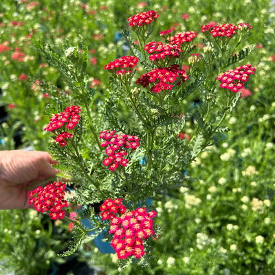 Bio Schafgarbe rot, Topf 11x11 cm, 3 Pflanzen Bio Schafgarbe rot, Topf 11x11 cm, 3 Pflanzen