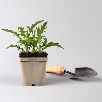 Kugeldistel 'Taplow Blue' blau, Topf 11x11 cm, 3 Pflanzen Kugeldistel 'Taplow Blue' blau, Topf 11x11 cm, 3 Pflanzen