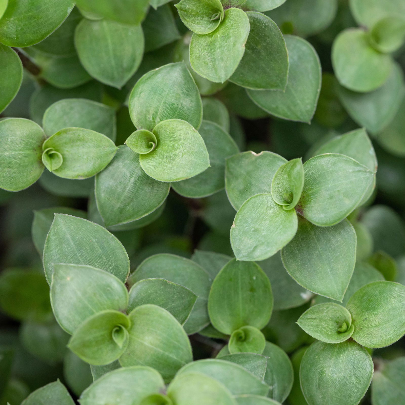 Grünpflanzenkreation 'Tierfreund', Topf-Ø 12 cm, 6 Pflanzen