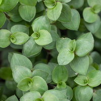 Grünpflanzenkreation 'Tierfreund', Topf-Ø 12 cm, 6 Pflanzen