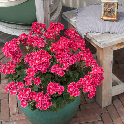 Geranie rot mit hellem Auge, stehend, Topf-Ø 13 cm, 6 Pflanzen