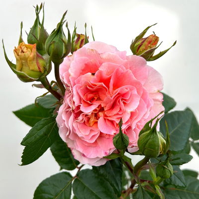 Duftende Edelrose 'Augusta Luise®', rose-aprikot, Doppelbogen, Topf 7,5 Liter Duftende Edelrose 'Augusta Luise®', rose-aprikot, Doppelbogen, Topf 7,5 Liter