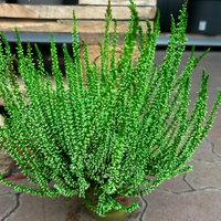 Knospenheide 'Picasso' gefärbt, Farben zufällig, Topf-Ø 12 cm, 6 Pflanzen Knospenheide 'Picasso' gefärbt, Farben zufällig, Topf-Ø 12 cm, 6 Pflanzen