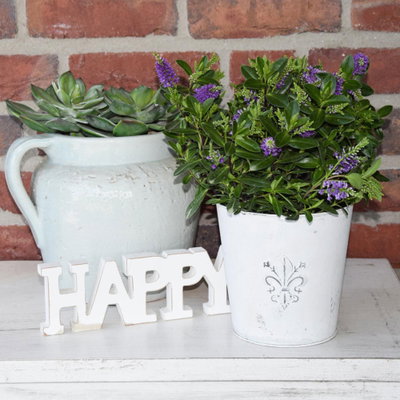Hebe 'All Blooms®', blau, Topf-Ø 12 cm, 3 Pflanzen
