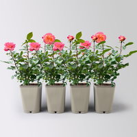 Edelrose 'Augusta Luise®', rose - aprikot, Topf 5 Liter, 4er Set