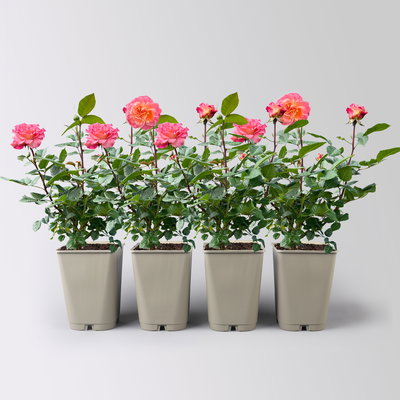 Edelrose 'Augusta Luise®', rose - aprikot, Topf 5 Liter, 4er Set