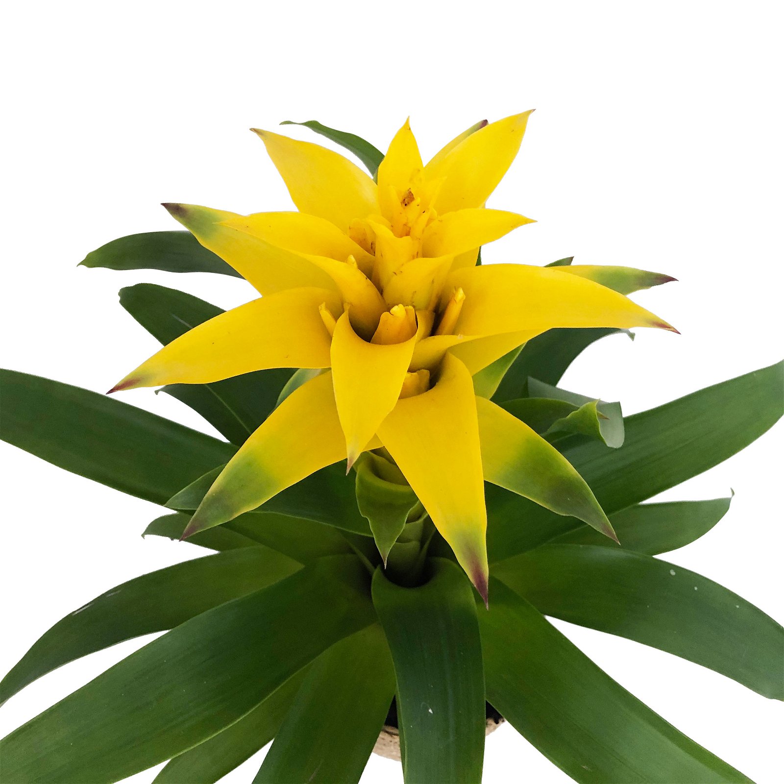 Guzmania 'Diana', gelb, Topf-Ø 12 cm, mit Korb Maki, Höhe ca. 55 cm