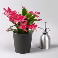 Weihnachtskaktus, rosa, mit Übertopf Dallas anthrazit, Topf-Ø 12 cm, 2 Pflanzen Weihnachtskaktus, rosa, mit Übertopf Dallas anthrazit, Topf-Ø 12 cm, 2 Pflanzen
