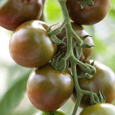 Stabtomate 'Starlias® Choco (Kakao)', veredelt, Topf-Ø 12 cm, 3er-Set