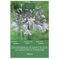 Kölles Beste Agapanthus Twister, blau & weiß, 1 Blumenknolle