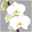 Schmetterlingsorchidee weiß, 2 Rispen, Topf-Ø 12 cm, Höhe ca. 60 cm