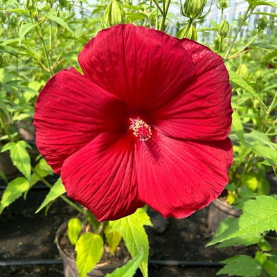 Staudenhibiskus 'My Valentine' rot, Topf 5 Liter