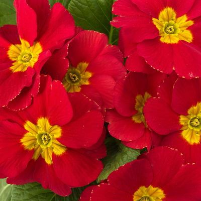 Primel rot, Topf-Ø 10,5 cm, 8 Pflanzen Primel rot, Topf-Ø 10,5 cm, 8 Pflanzen