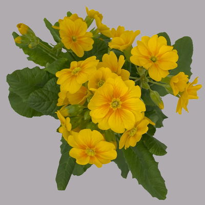 Garten-Schlüsselblume 'Solaris® Gold' goldgelb, Topf-Ø 13 cm, 6er-Set Garten-Schlüsselblume 'Solaris® Gold' goldgelb, Topf-Ø 13 cm, 6er-Set