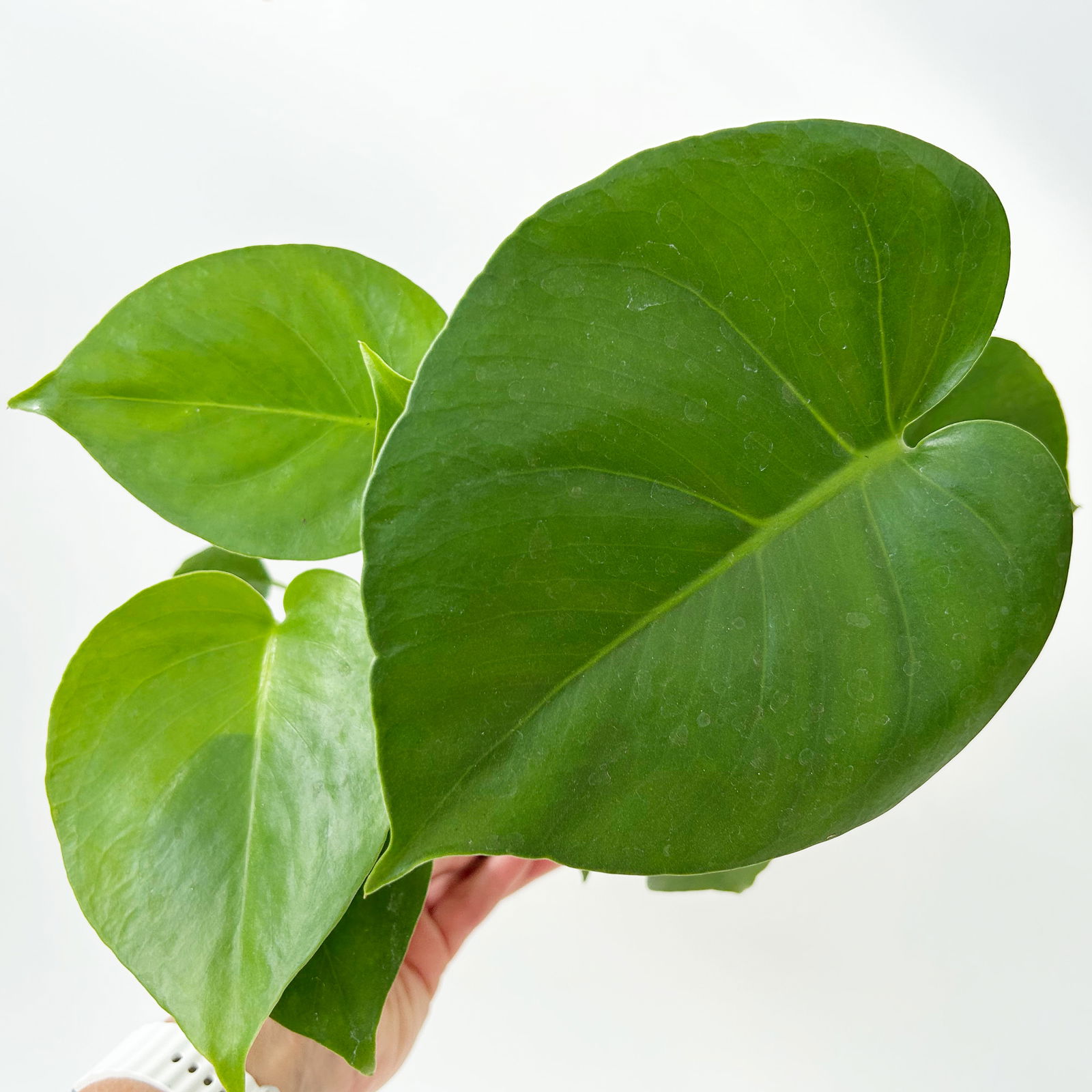 Monstera deliciosa, Topf-Ø 12 cm, 2 Pflanzen