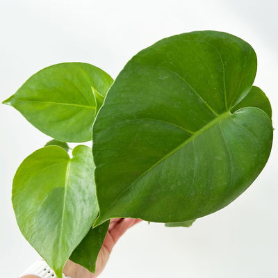 Monstera deliciosa, Topf-Ø 12 cm, 2 Pflanzen