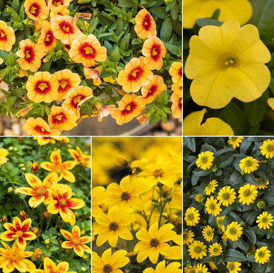 gemischte Sommerblumen-Ampel, gelb, Ampeltopf 27 cm Ø gemischte Sommerblumen-Ampel, gelb, Ampeltopf 27 cm Ø