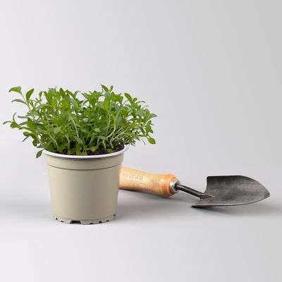 Bio Bergbohnenkraut, Topf-Ø 12cm, frisch aus unserer Bio-Gärtnerei Bio Bergbohnenkraut, Topf-Ø 12cm, frisch aus unserer Bio-Gärtnerei