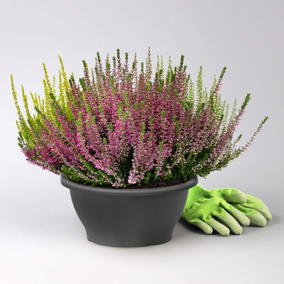 Knospenheide 'High Five®' fünffarbig, Schalen-Ø 23 cm Knospenheide 'High Five®' fünffarbig, Schalen-Ø 23 cm