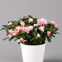 Azalee in Keramiktopf weiß, Rosa-/Weißtöne, gefüllt, Topf-Ø 12 cm, 3er-Set