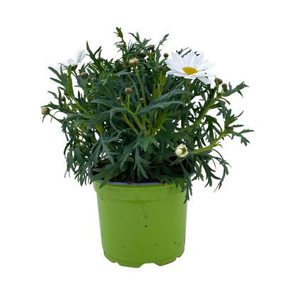 Margerite, weiß, Topf-Ø 12 cm, 6 Pflanzen