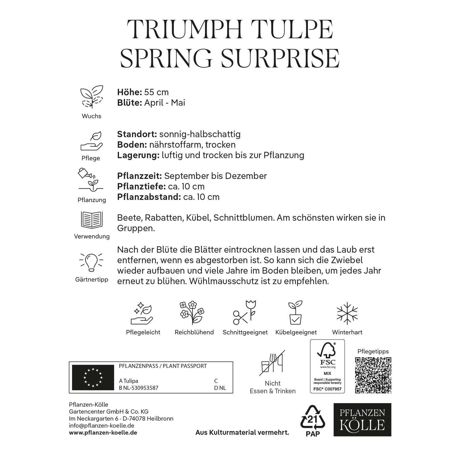 Kölles Beste Tulpe 'Spring Surprise®', rotweiß, 7 Blumenzwiebeln