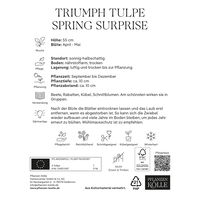 Kölles Beste Tulpe 'Spring Surprise®', rotweiß, 7 Blumenzwiebeln