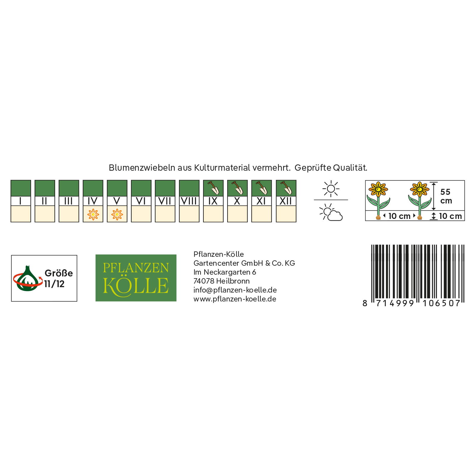 Kölles Beste Tulpe 'Orange Lion®', orange