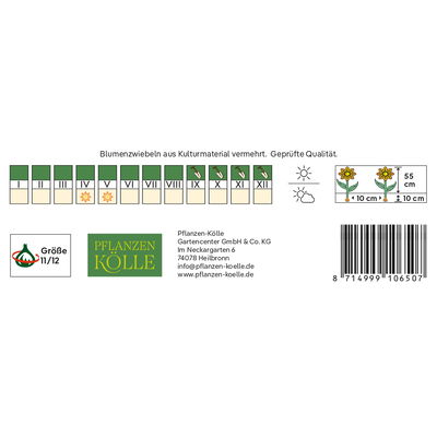 Kölles Beste Tulpe 'Orange Lion®', orange