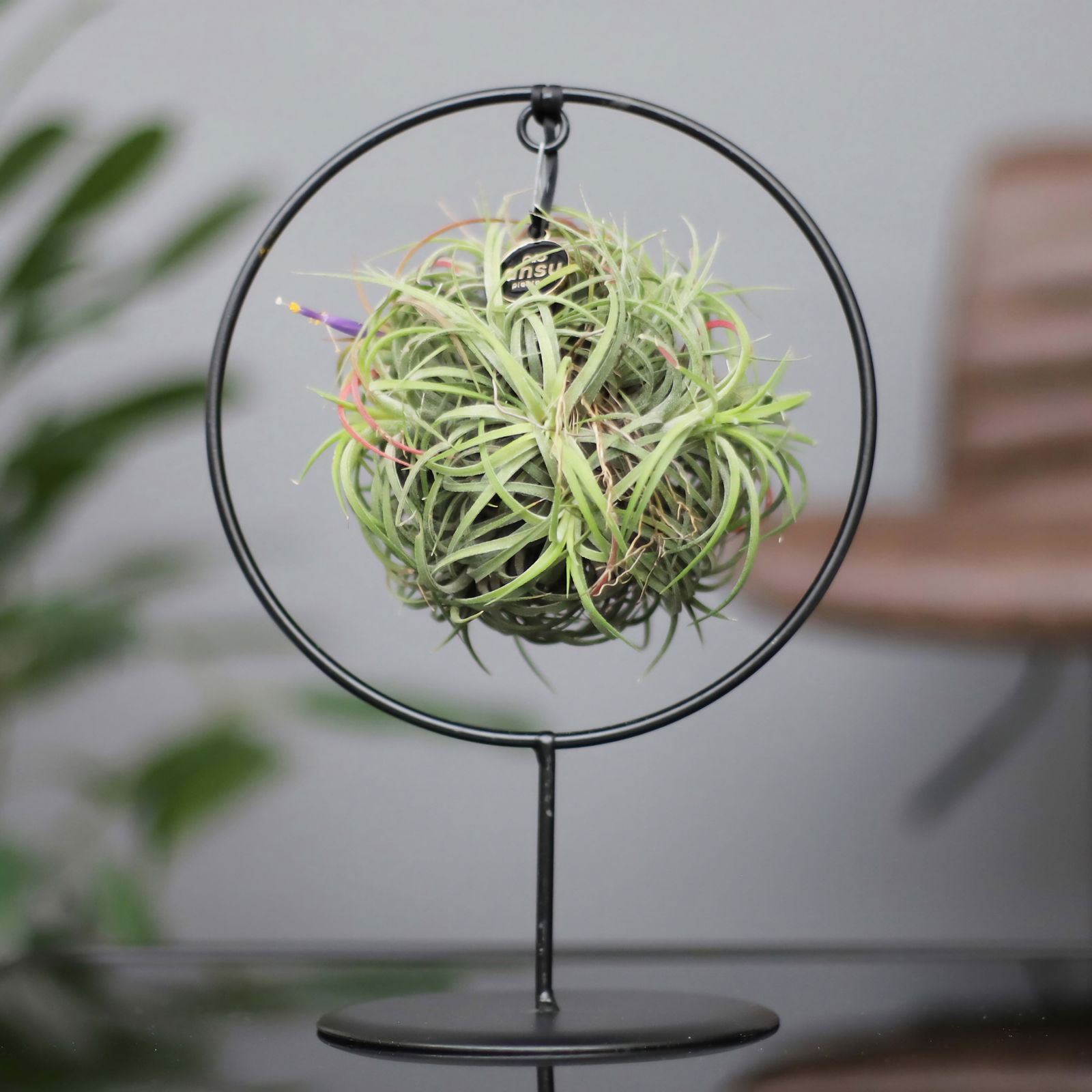 Tillandsia 'Magic Ball' in rundem Metallgestell, 17cm Ø