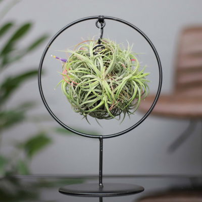 Tillandsia 'Magic Ball' in rundem Metallgestell, 17cm Ø Tillandsia 'Magic Ball' in rundem Metallgestell, 17cm Ø