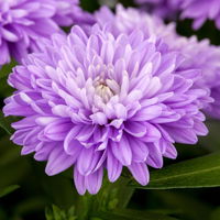 Aster & Mühlenbeckia, 3er-Set, blau gefüllt, Topf 12/13 cm Ø