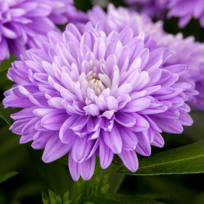 Aster & Mühlenbeckia, 3er-Set, blau gefüllt, Topf 12/13 cm Ø Aster & Mühlenbeckia, 3er-Set, blau gefüllt, Topf 12/13 cm Ø