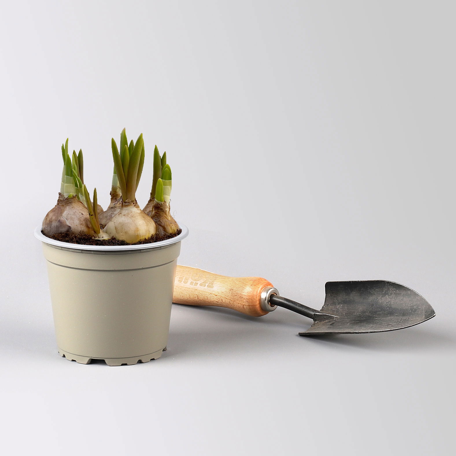 Mixtopf Narzissen und Muscari, blau-gelb, Topf-Ø 12 cm, 6 Pflanzen